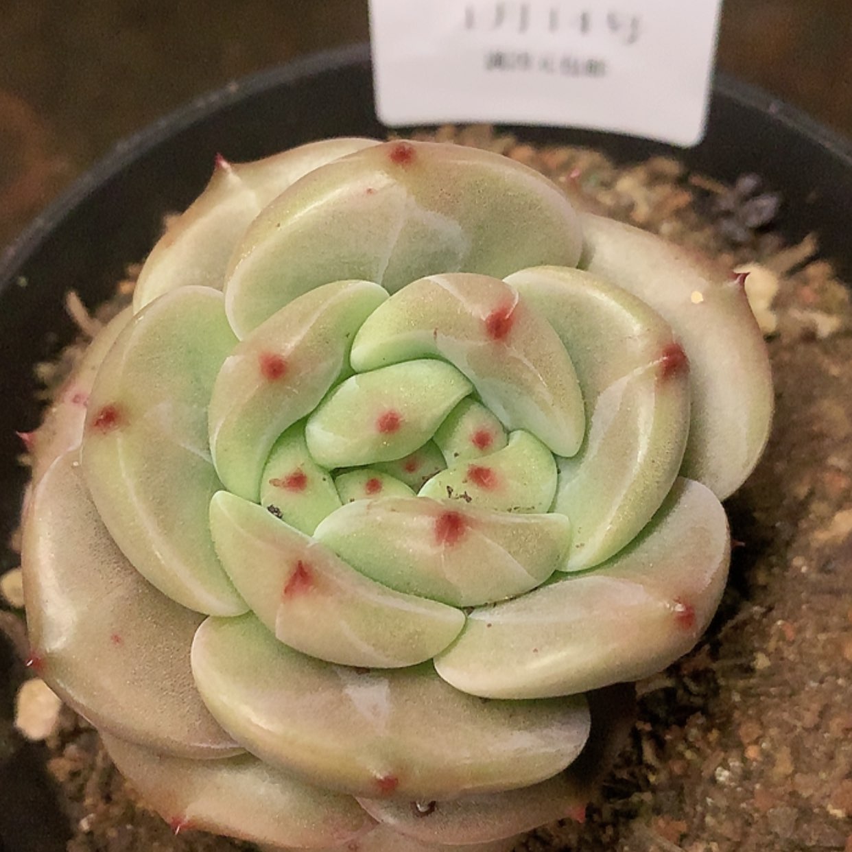 【闪购商品】云570