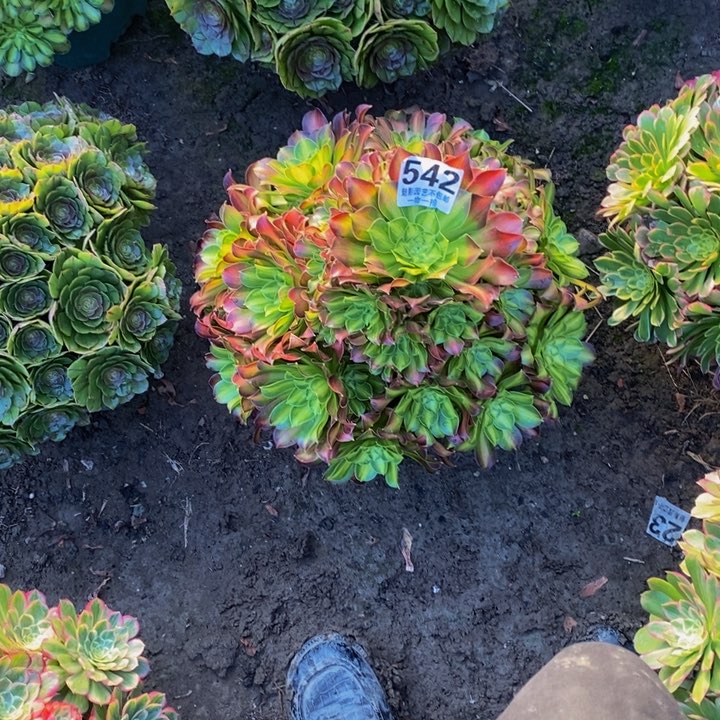 瑀*少华花花。29-9花花