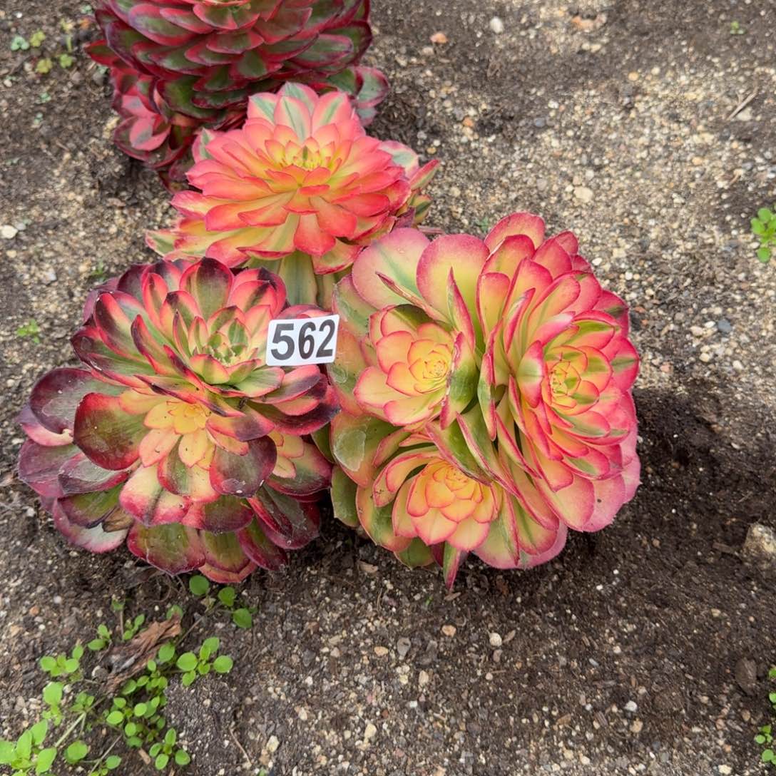 562多肉植物三颗一组