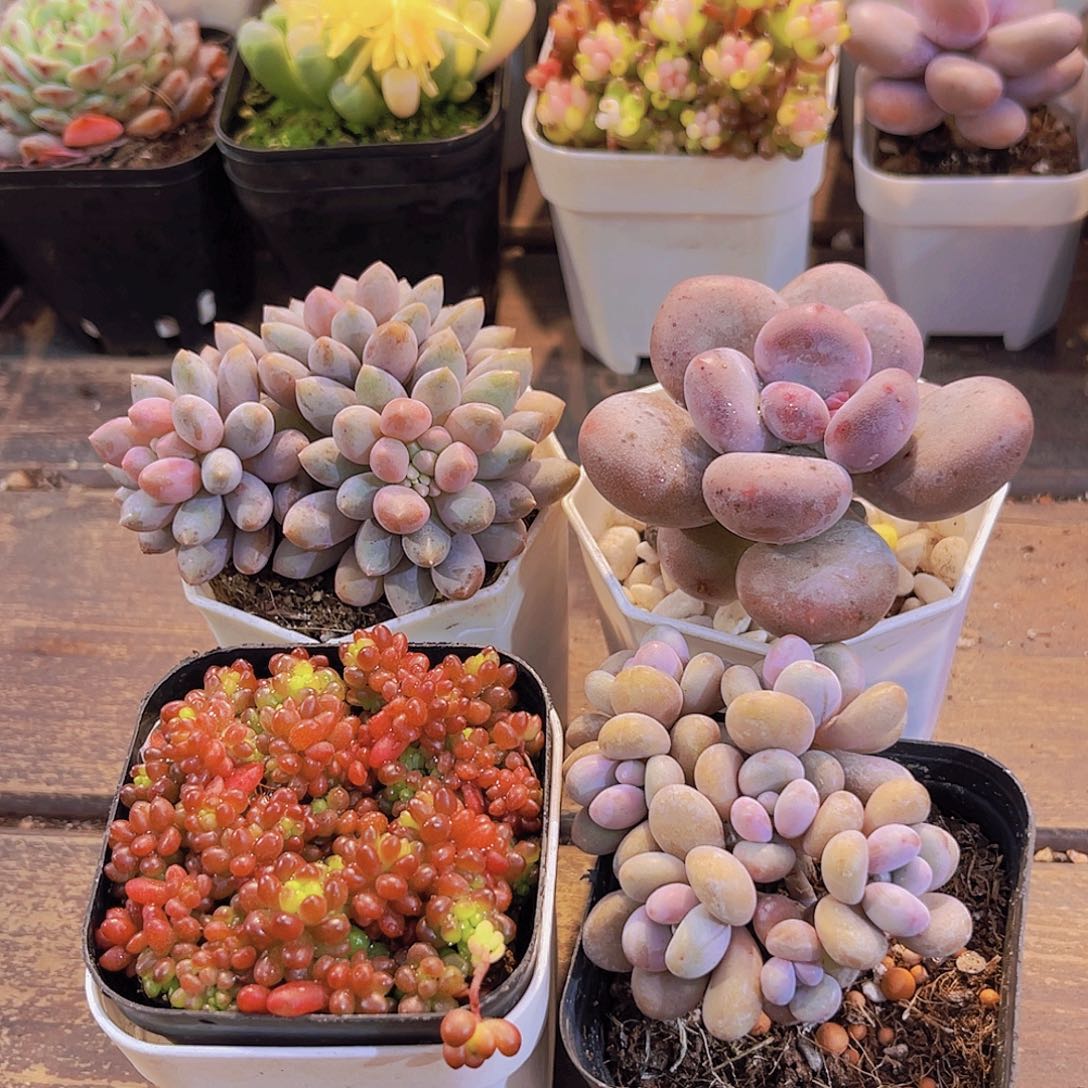 蓝舍➕桃蛋➕浆果➕桃美人