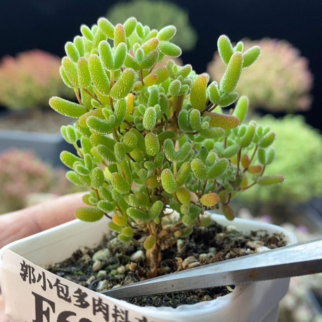 692蜜橘糖球。          