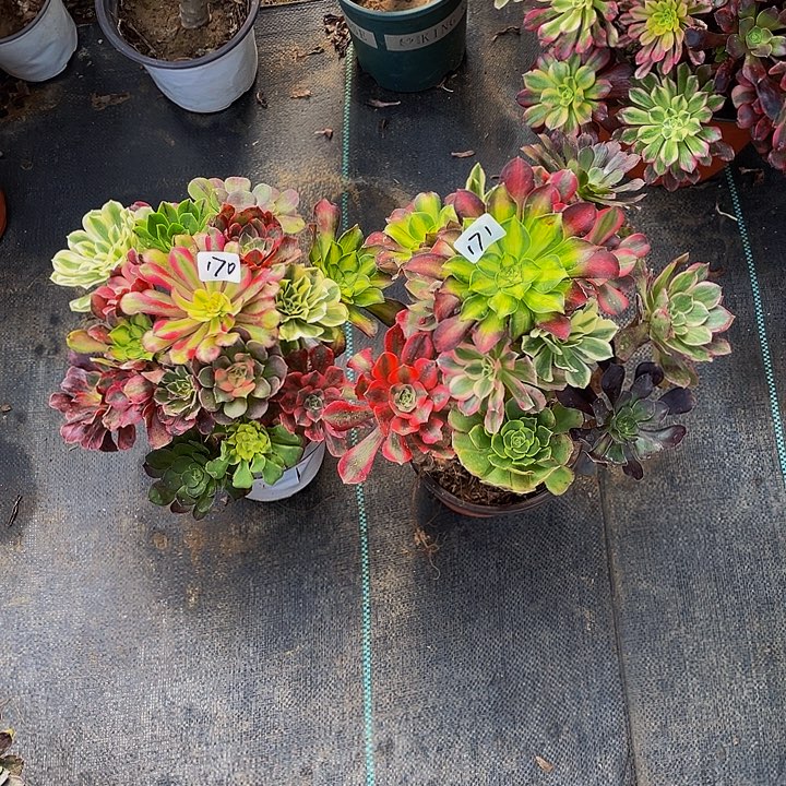 习***伴架接2棵00170和171号