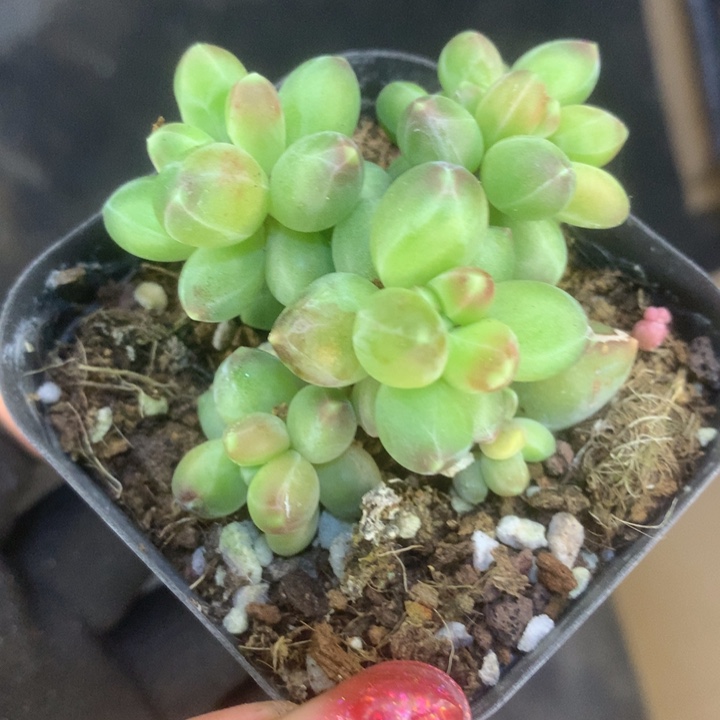 千代田群。大。（满9.99包邮不满9.99发叶子）