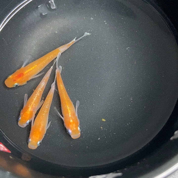 青鳉鱼墨子青鱂7号赤壁