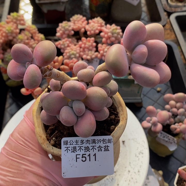 桃蛋老桩511多肉植物