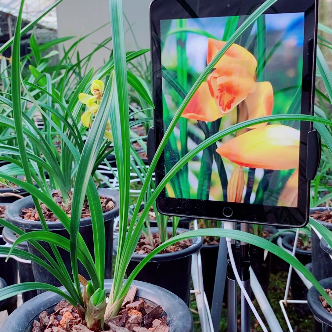 大部分花苞少量开放