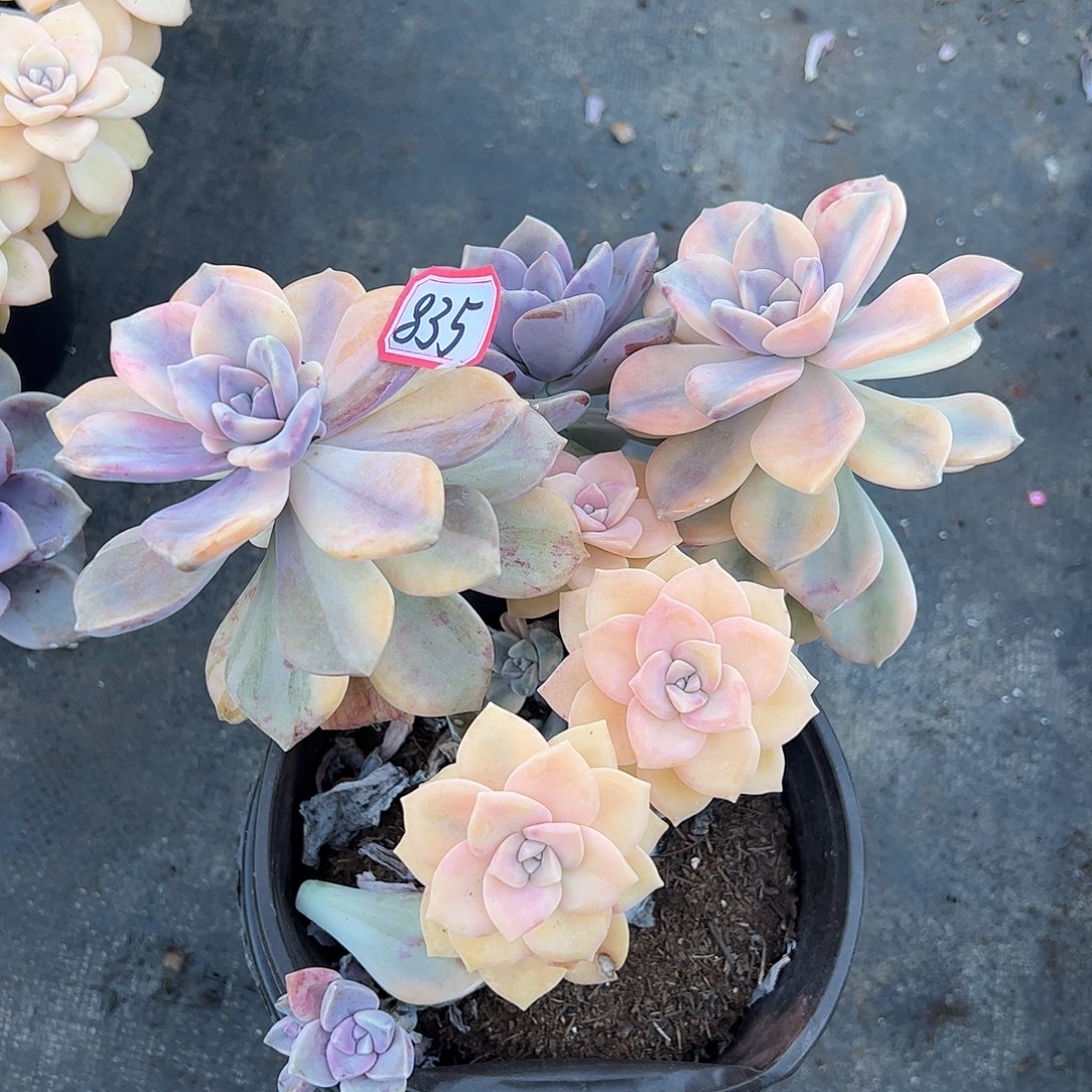 835号紫乐锦一物一拍