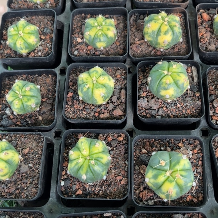 二个圣王锦好养皮实择