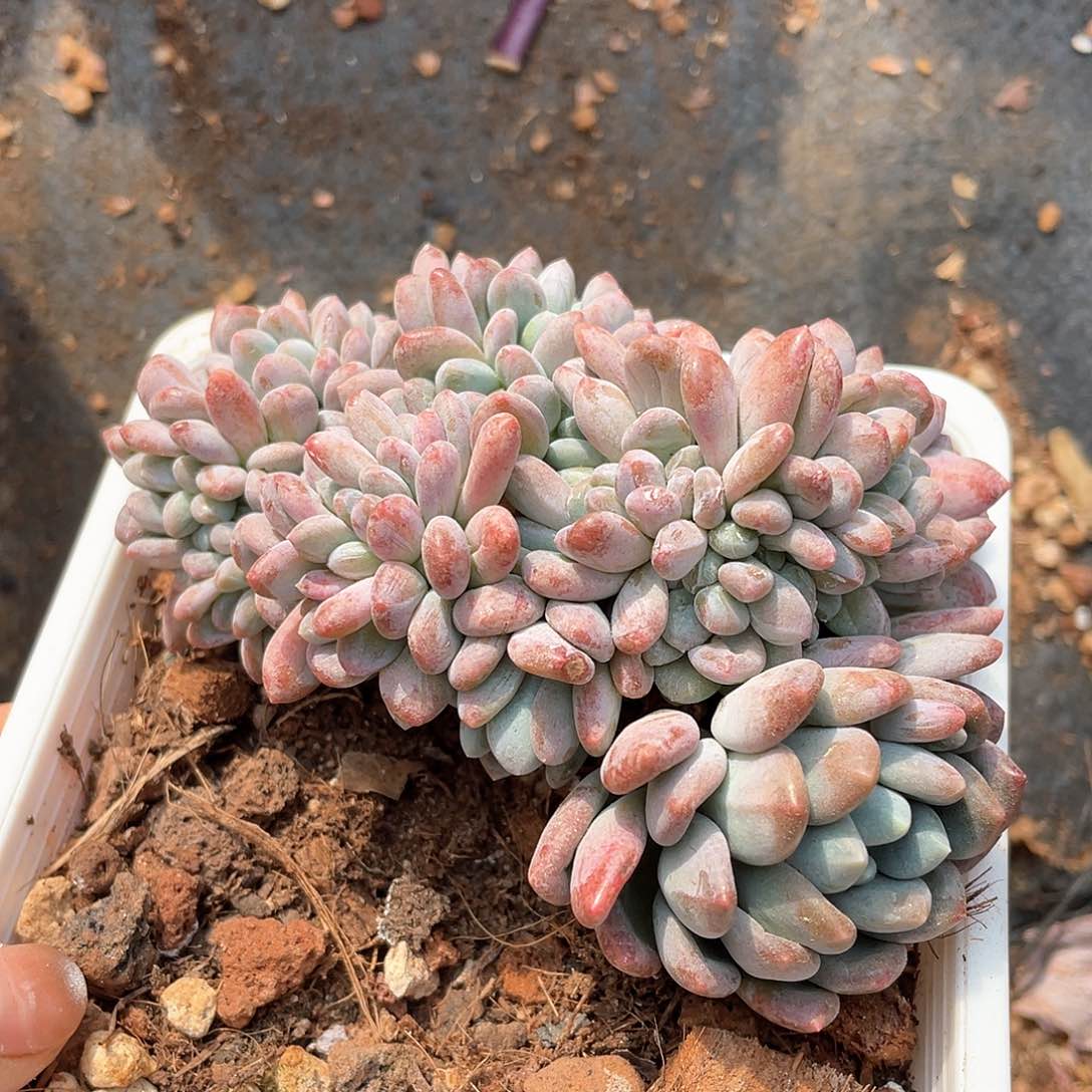 多肉植物多肉植物