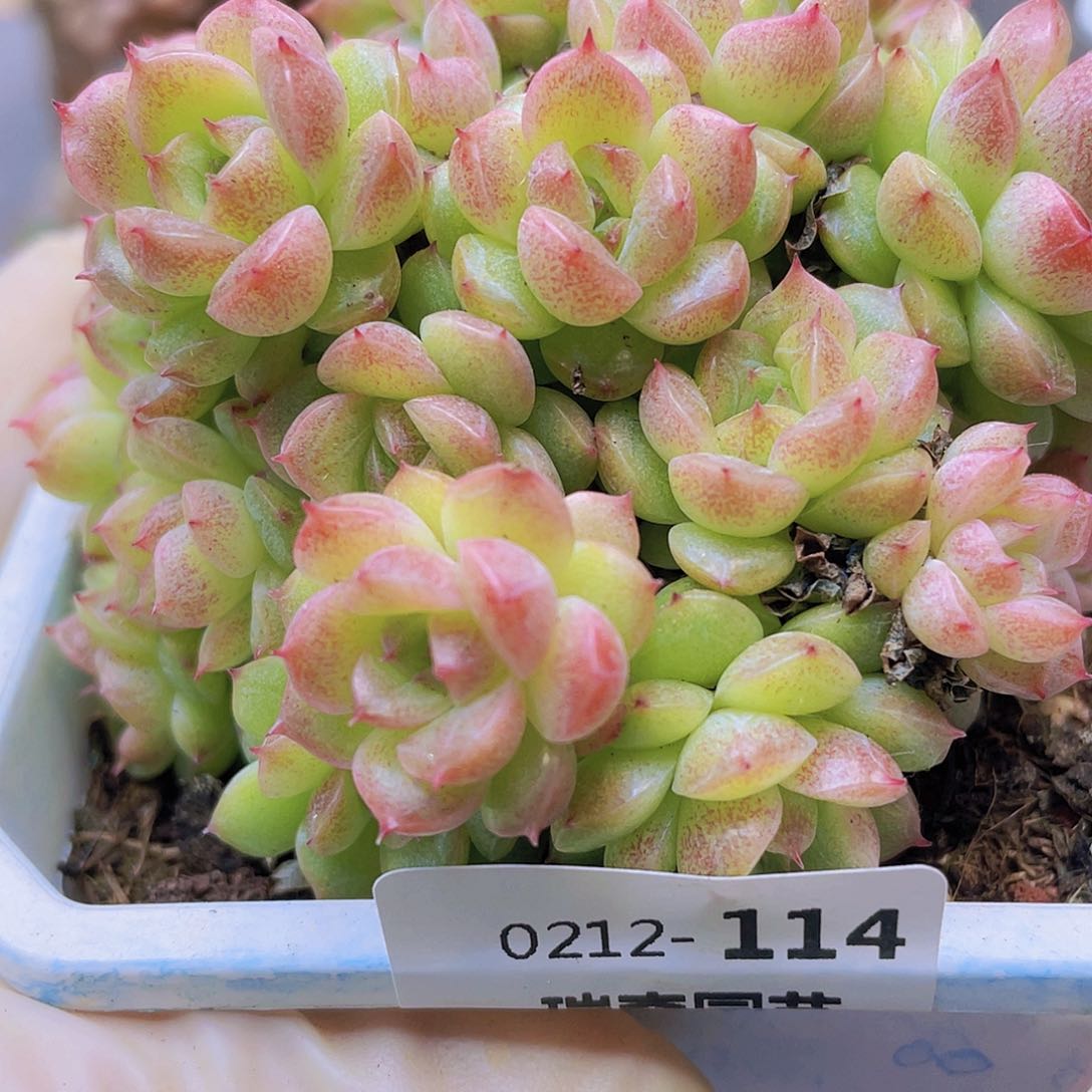 差***子000000000000114一物一拍