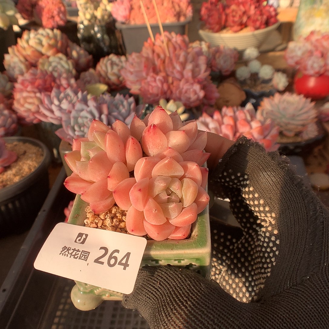 264佳人多肉植物666