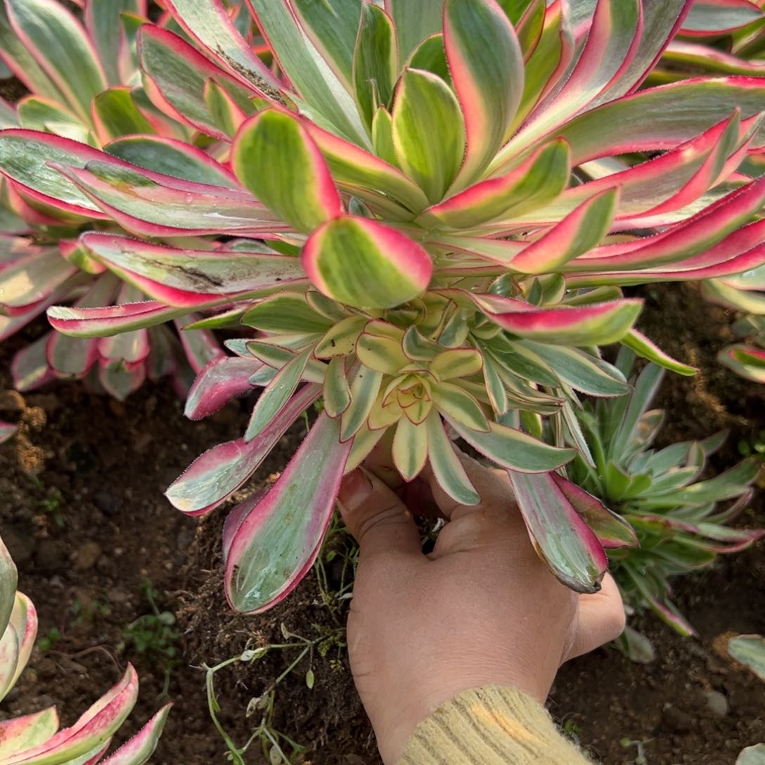 174烈焰多肉植物