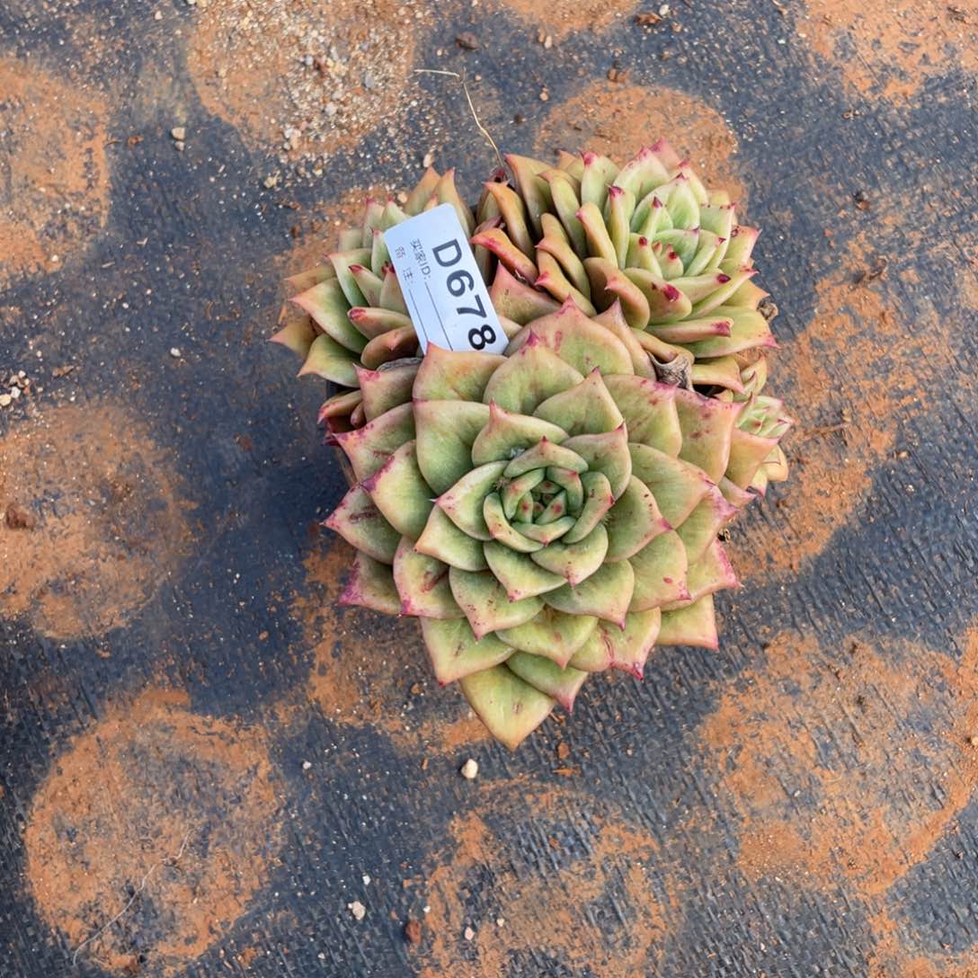 无花朵若如东云组拍D678