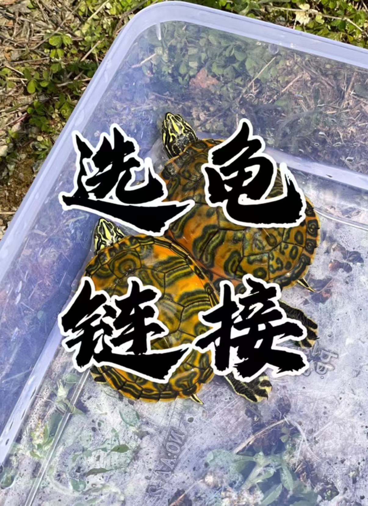 直播选龟链接健康龟可煲汤包活到家