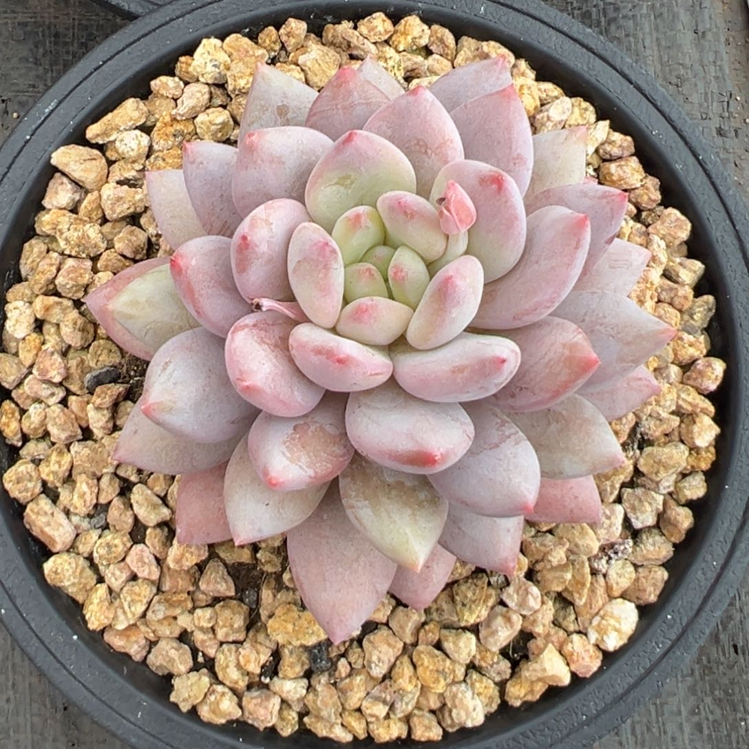 10260179半夏美人单头全状态9厘米