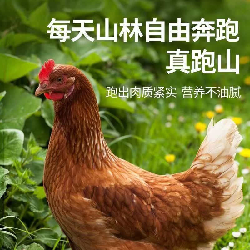 农家散养老母鸡溜达鸡跑山鸡