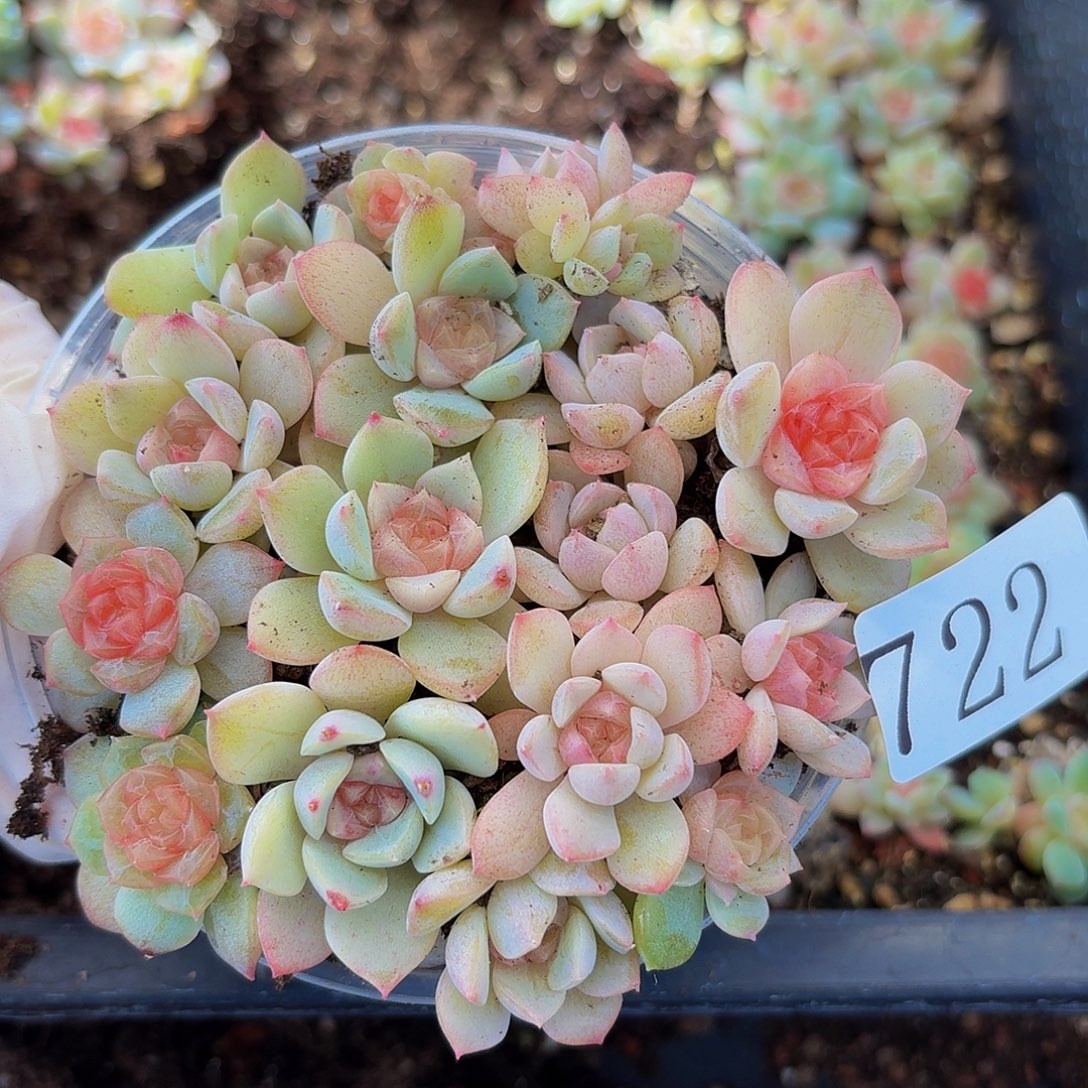 多肉植物多肉植物722