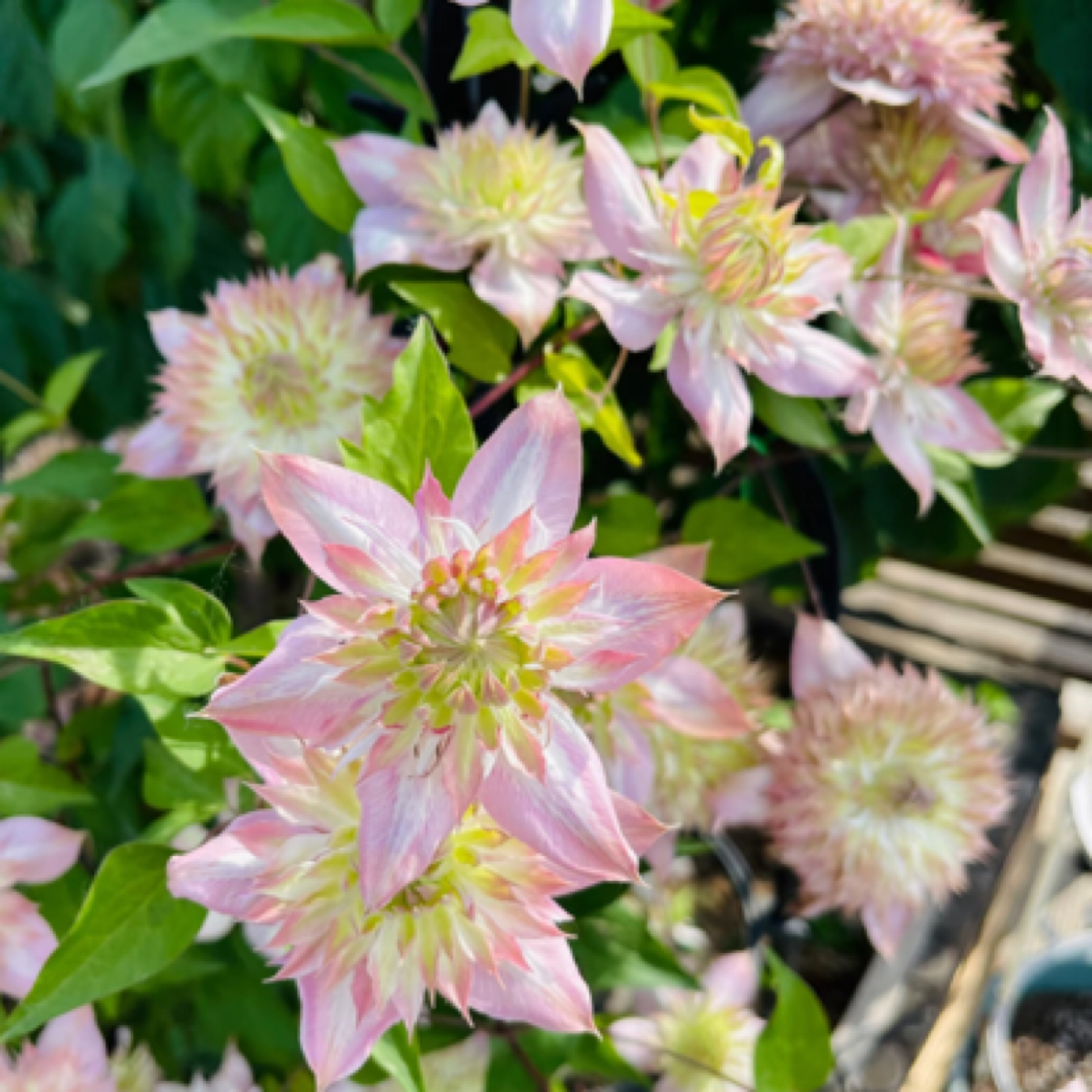 【铁线莲～昼天使】韧性如铁 花美如莲