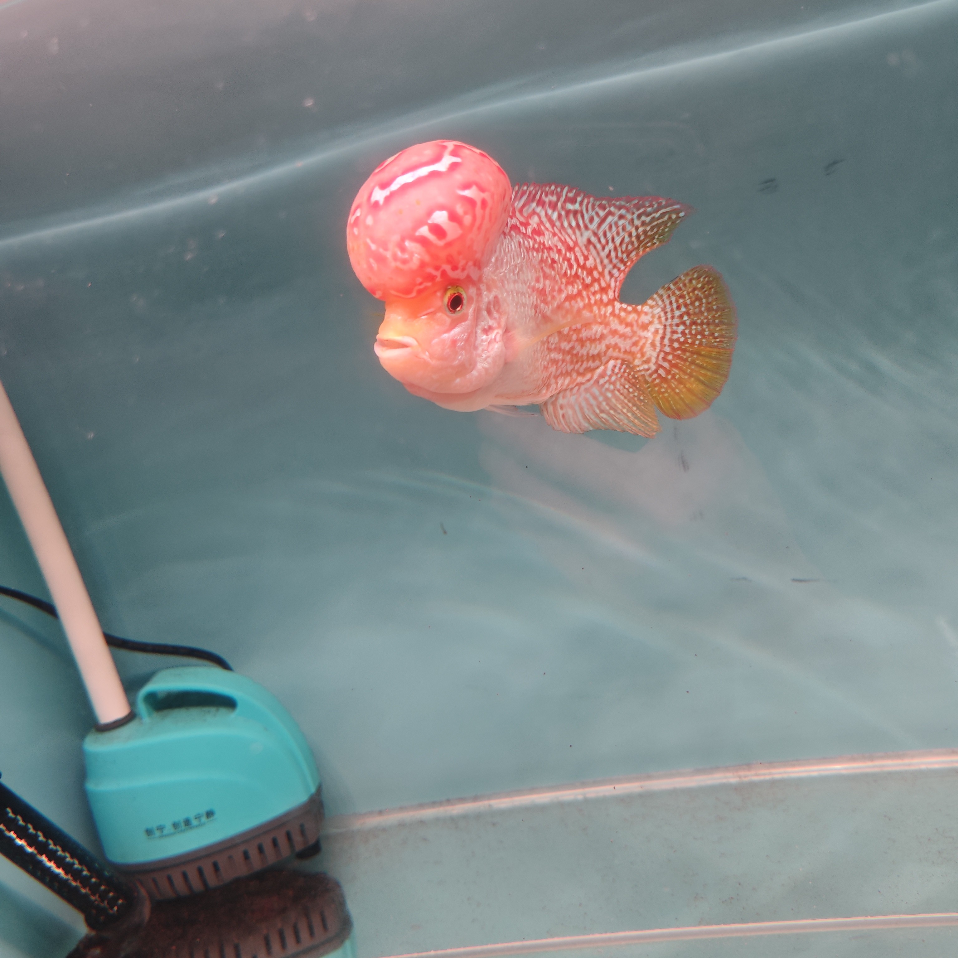 泰国金花古典火凤红马德萨亚成罗汉鱼水族活体养殖