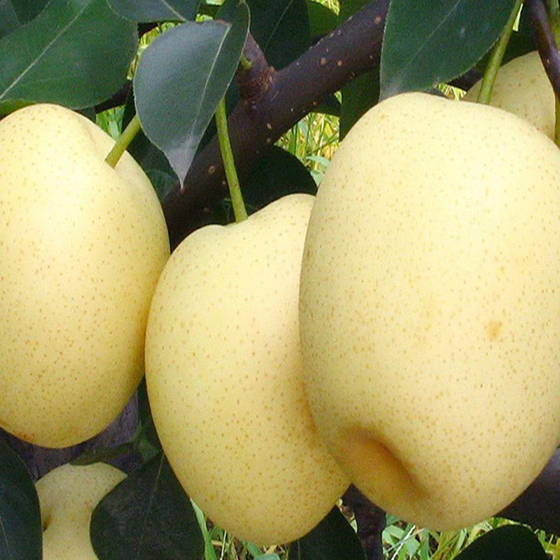 梨树苗 【皇冠梨】苗 嫁接梨树苗 黄冠梨苗 富硒皇冠梨 树苗