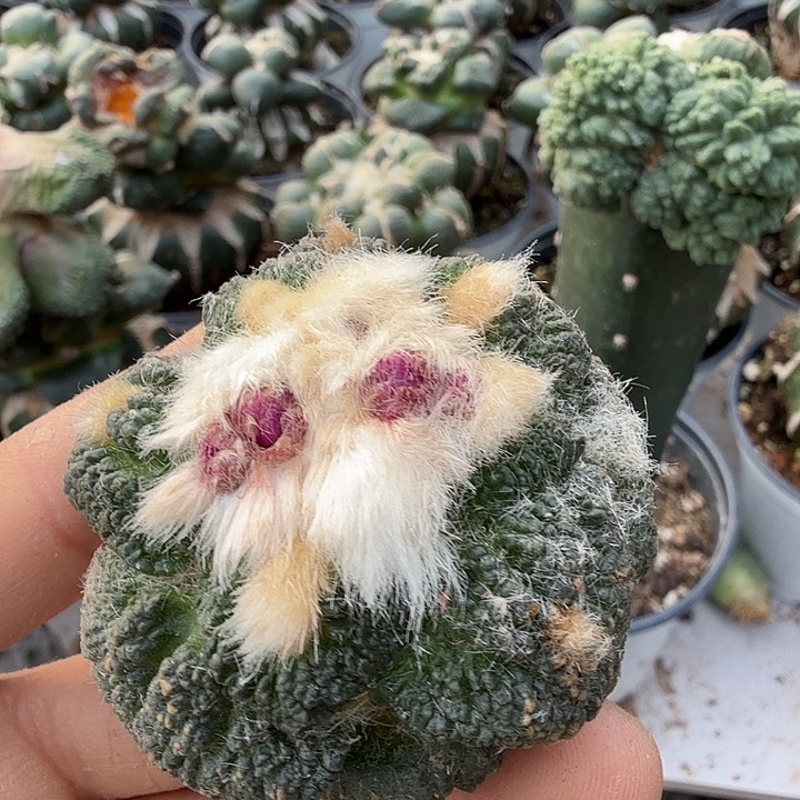 无花朵851哥斯拉牡丹