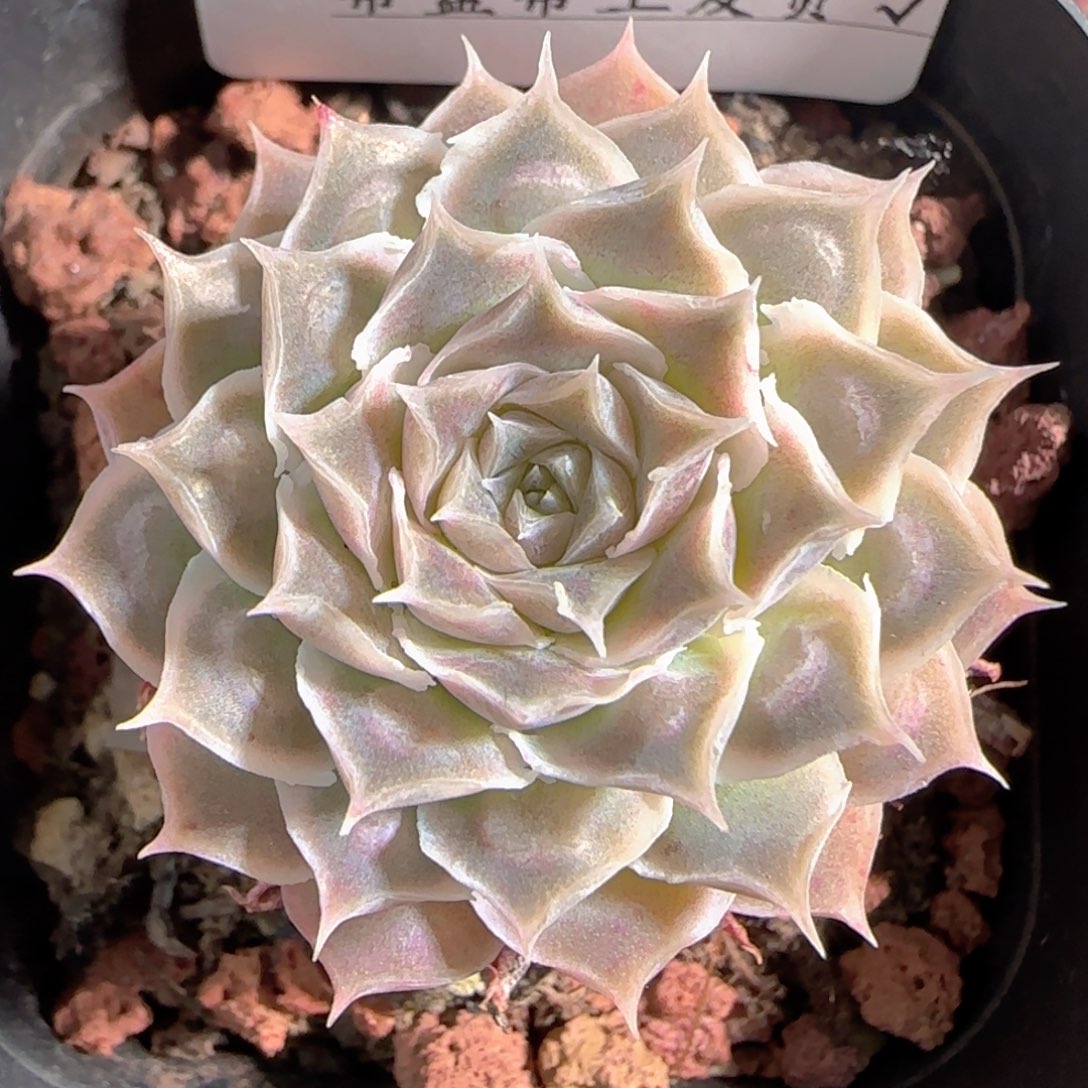 多肉1228-161榴财榴财