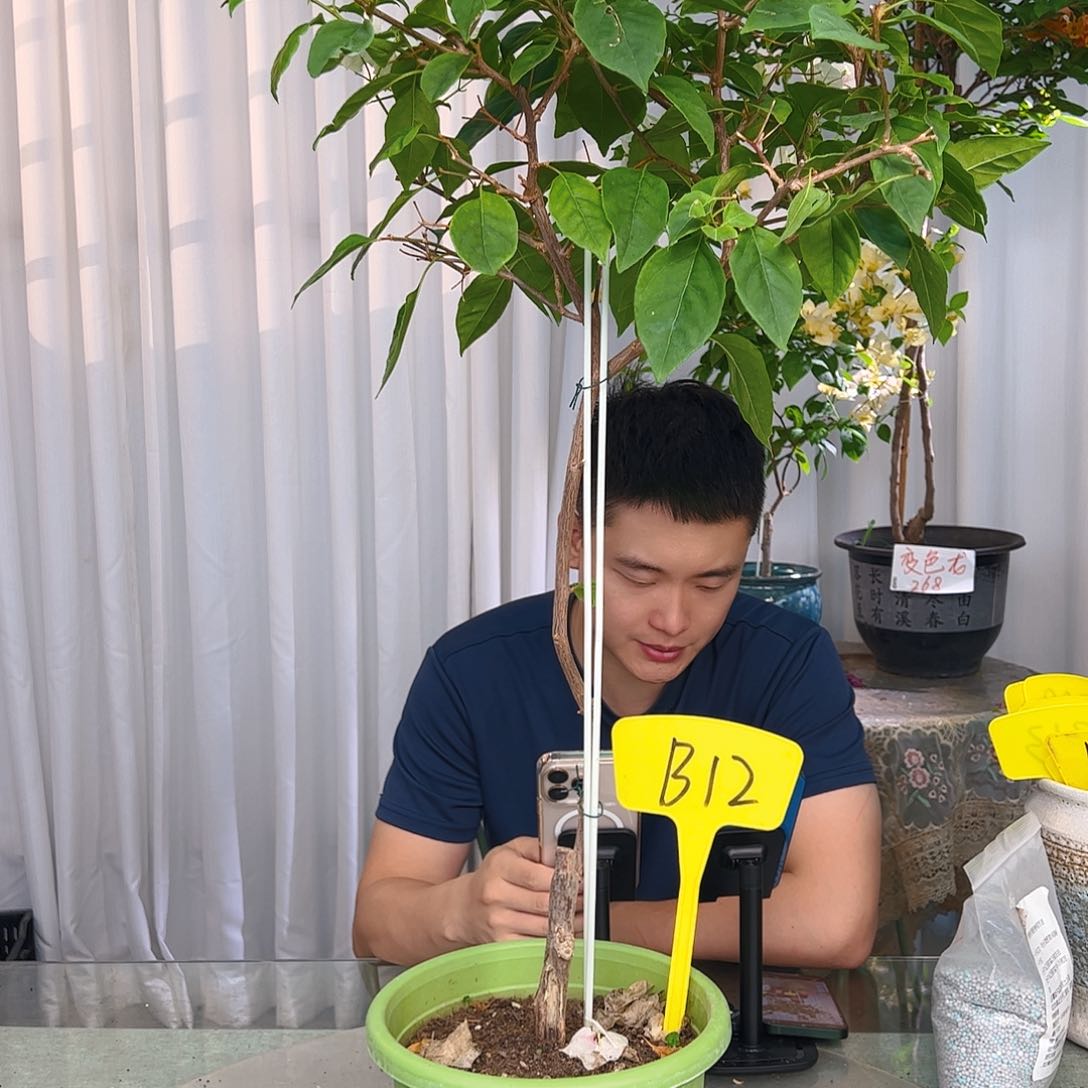 当前无花栽培后可以开花余***好广红樱b 12