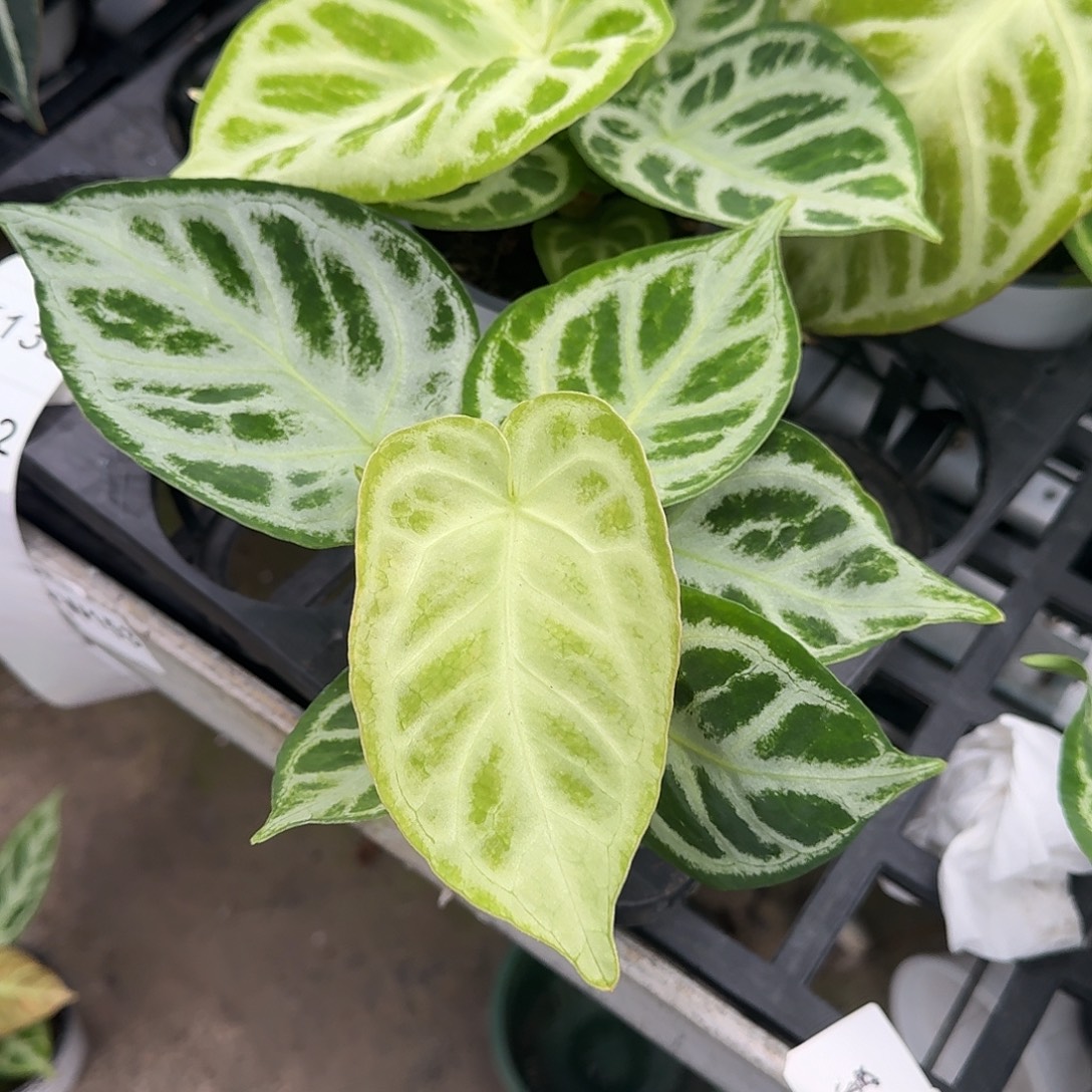 完全开放Y132铜锣烧福利