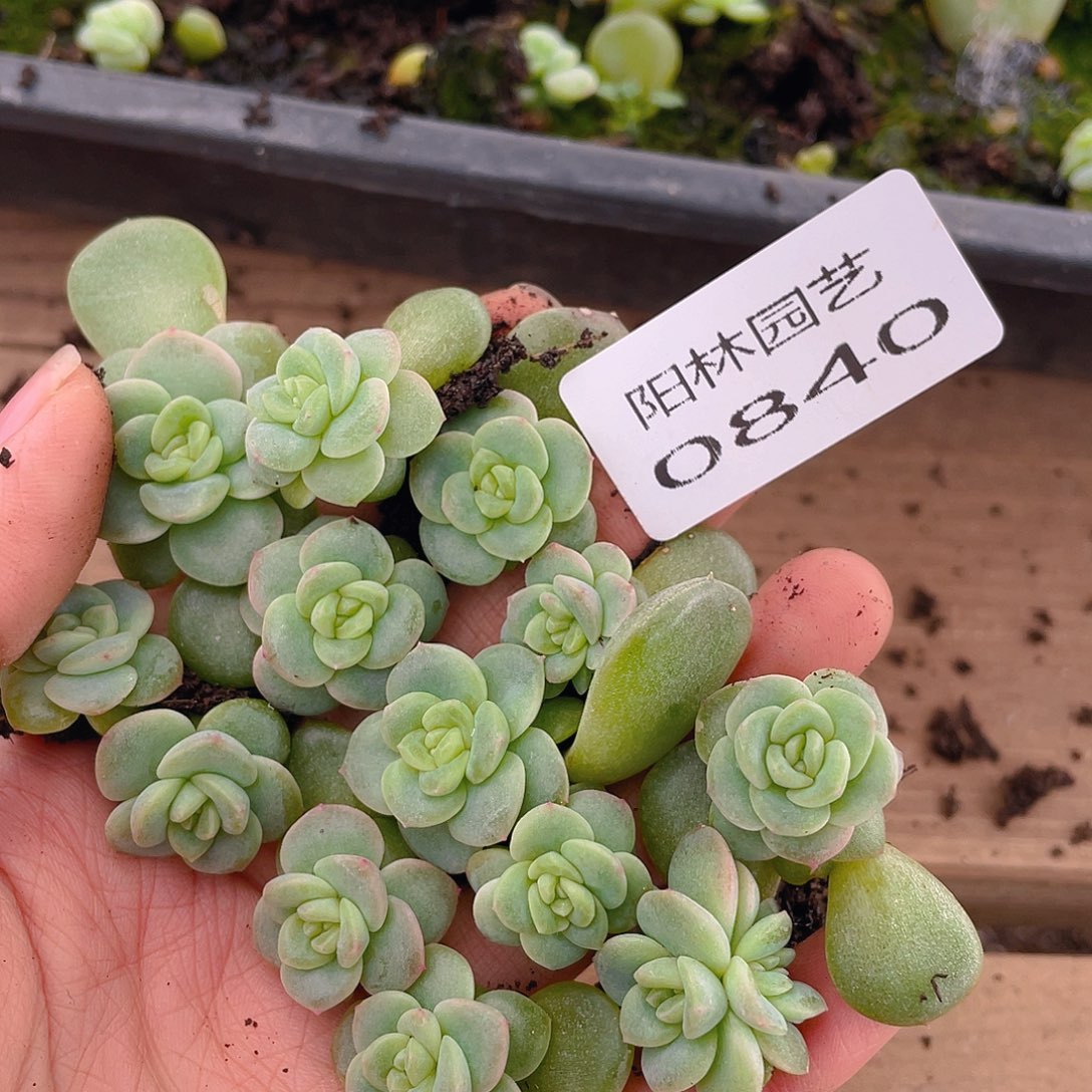 *****多肉植物多肉植物840