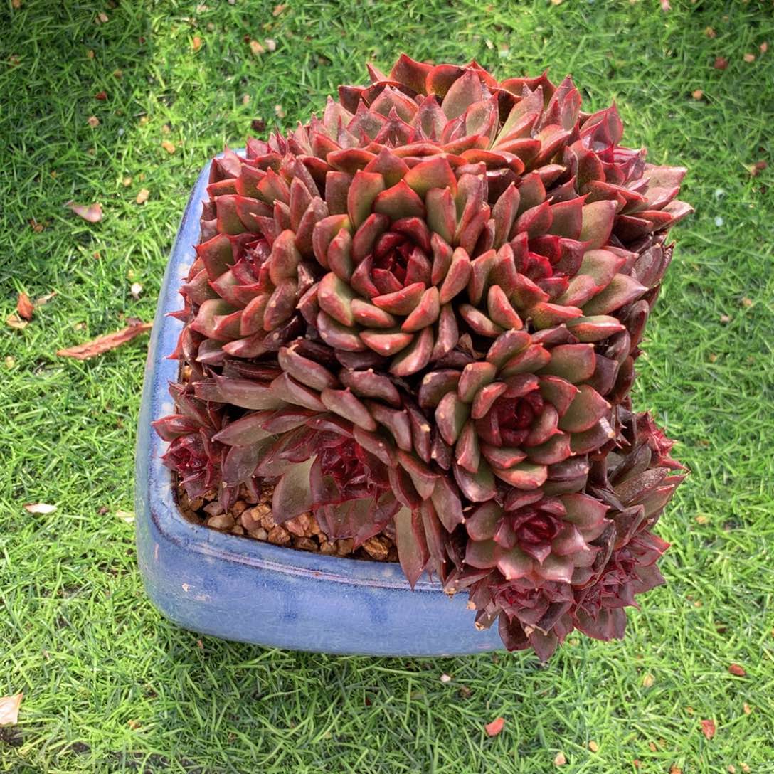 友家多肉一物一拍