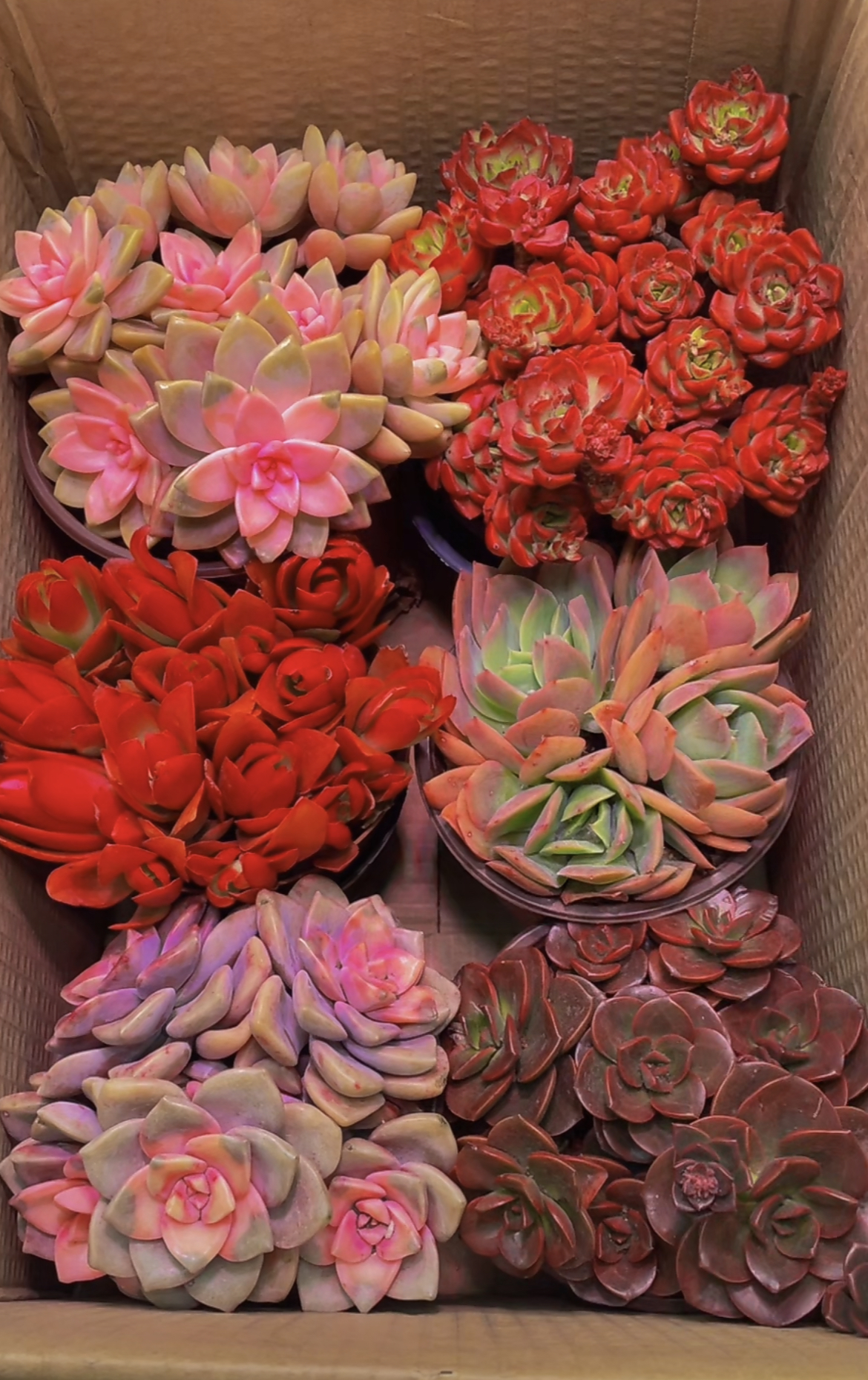 粉色热销【 6盆高品质贵货多肉】带盆带土种好栽好一整箱不重复