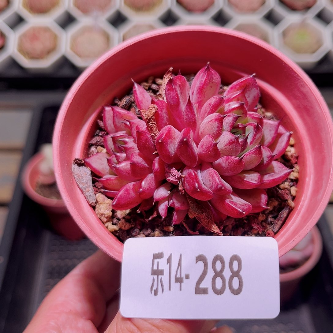 乐然14-288 魔童 不包整