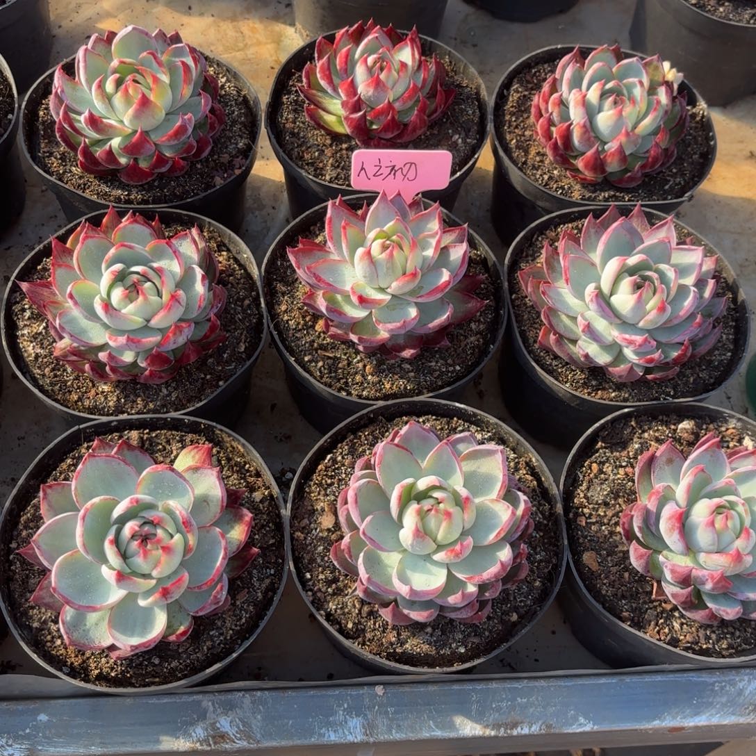 人***善人之初姐的惊鸿仙子