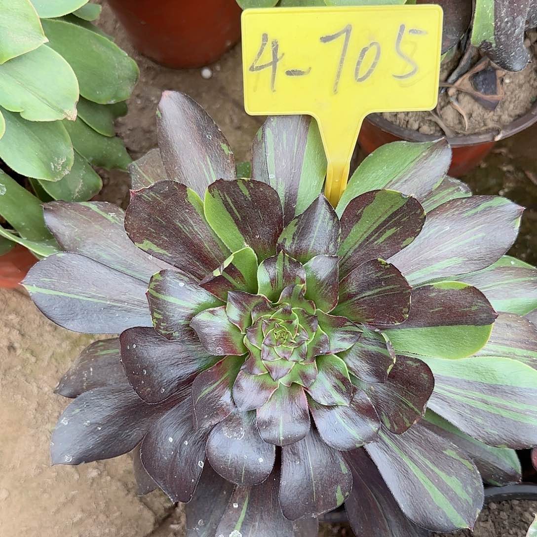 4-705-++多头多肉植物巫