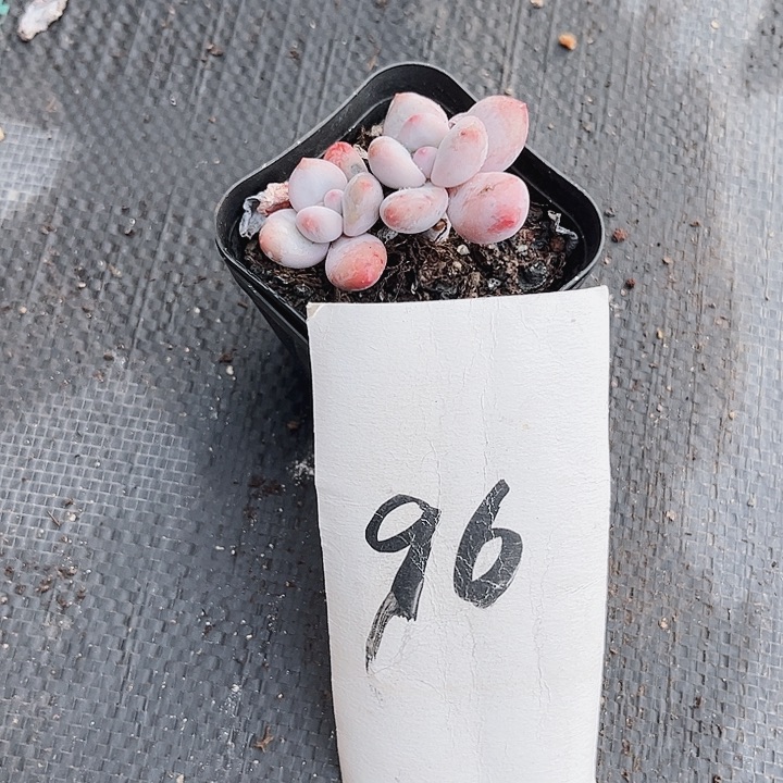 大*丹96密密麻麻买买买