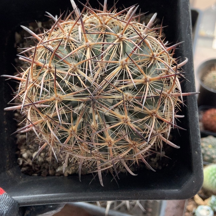 特价虎爪玉仙人球