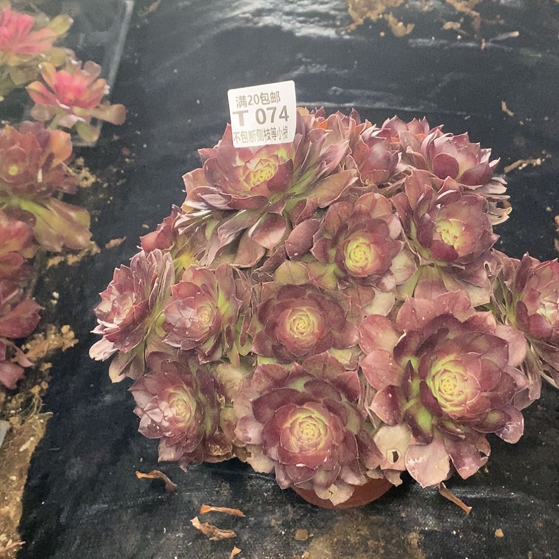 074黑魔多肉法师锦