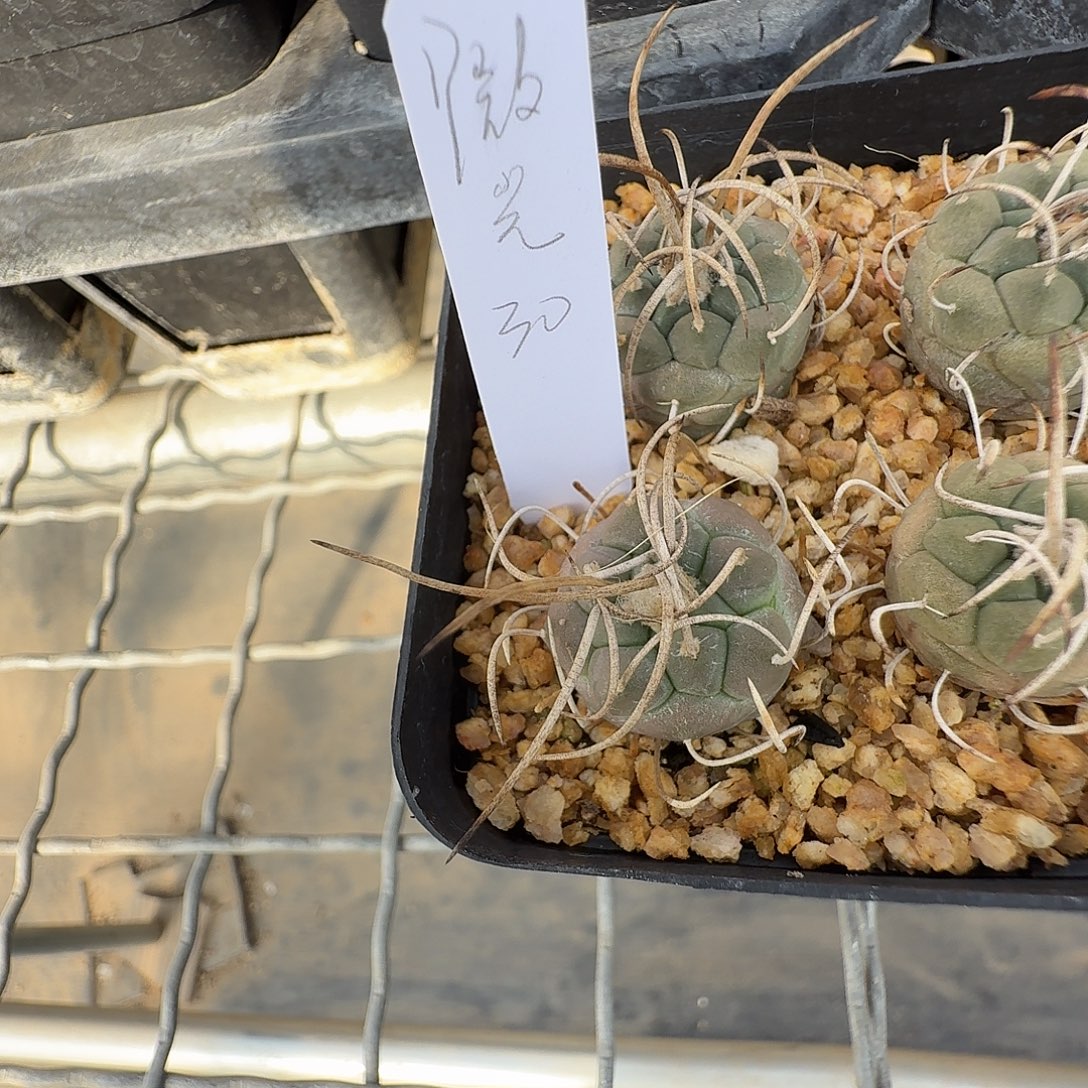 微***ᐝ花花花花花花花花一颗