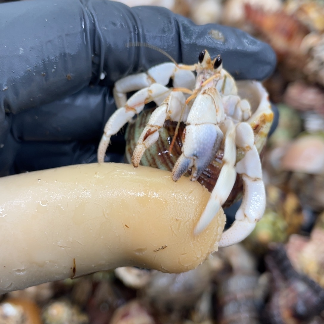 不退不换活体宠物21