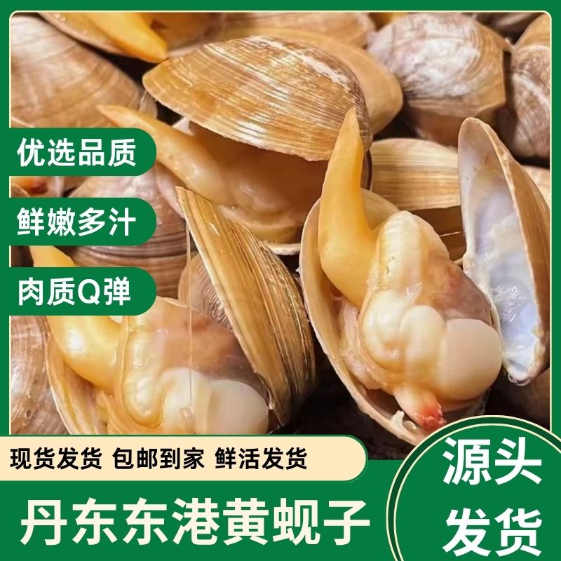【顺丰发货】东港鲜活16-19头特大蚬子4/5斤98%上无沙鲜活发货