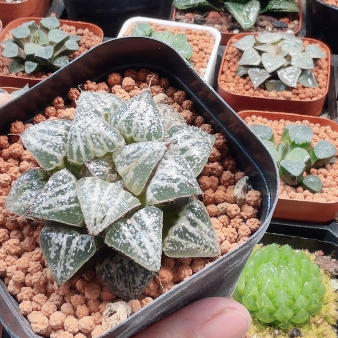 无花朵十二卷雪景色母本开播福利