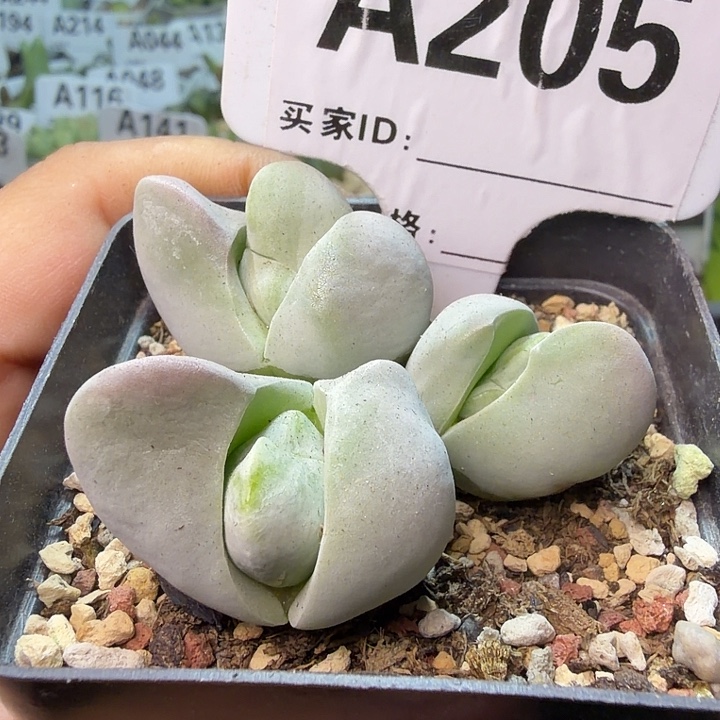 L****205。满38包邮肉锥