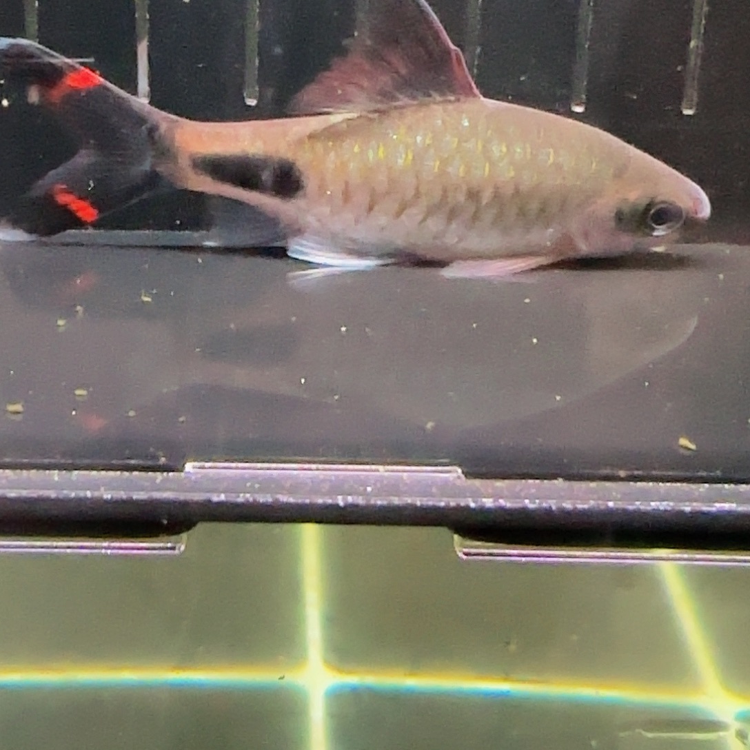 工具鱼红杂蓝公鱼8+