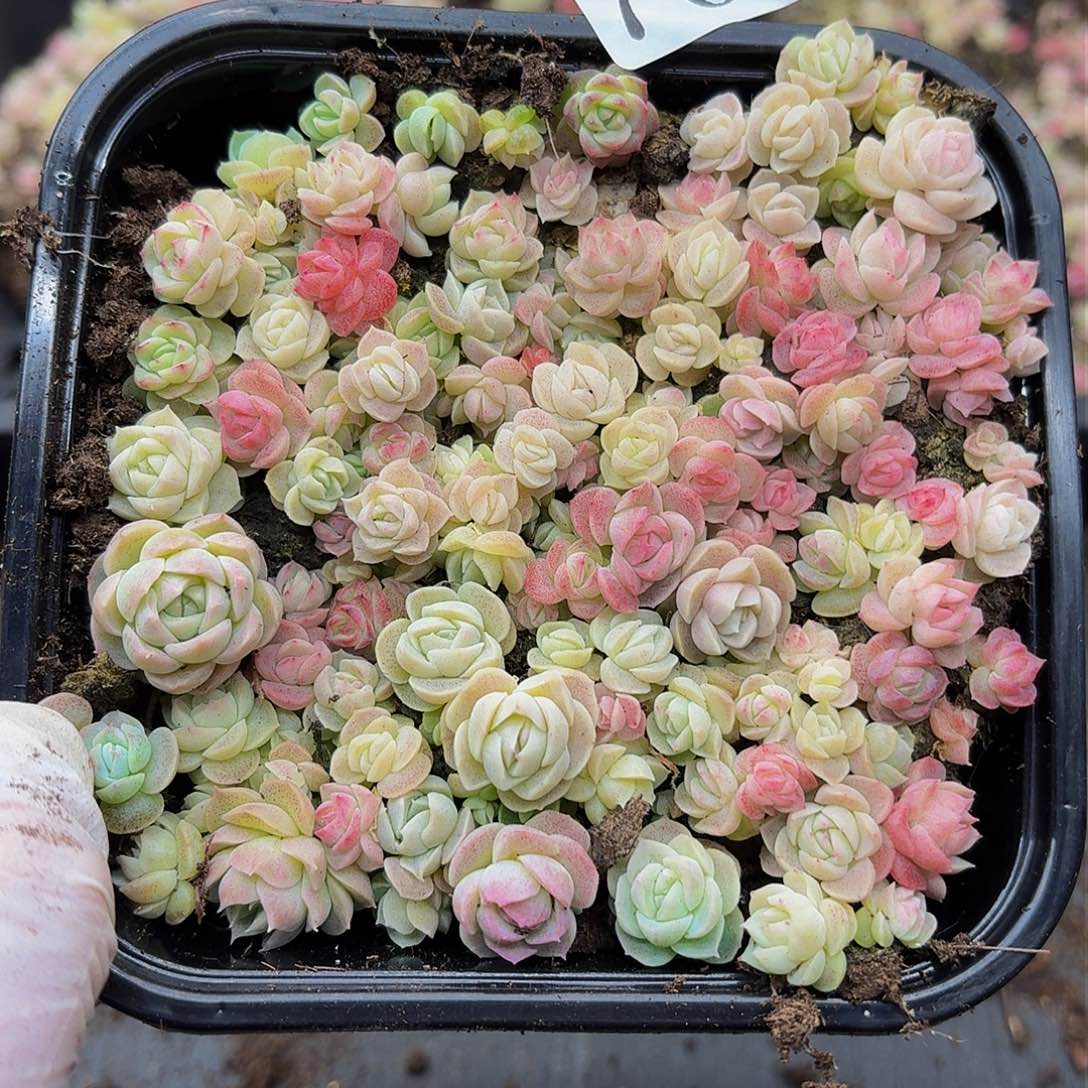 多肉植物多肉植物709