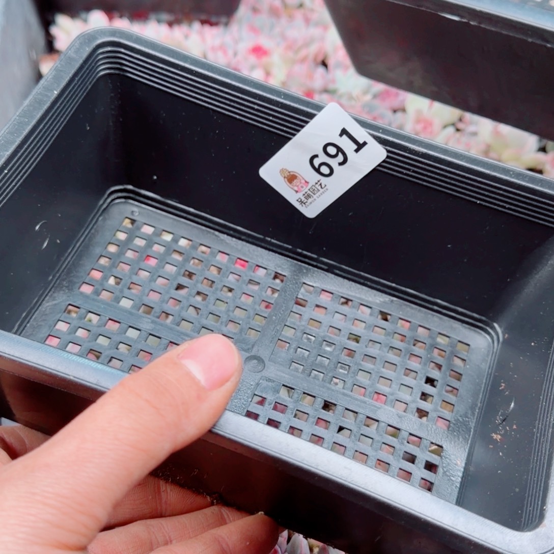 妍***多肉植物多肉植物