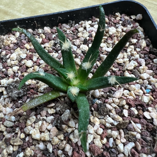 龙舌兰牡丹实生仙人球多肉植物绿植盆栽适合办公室桌面摆放