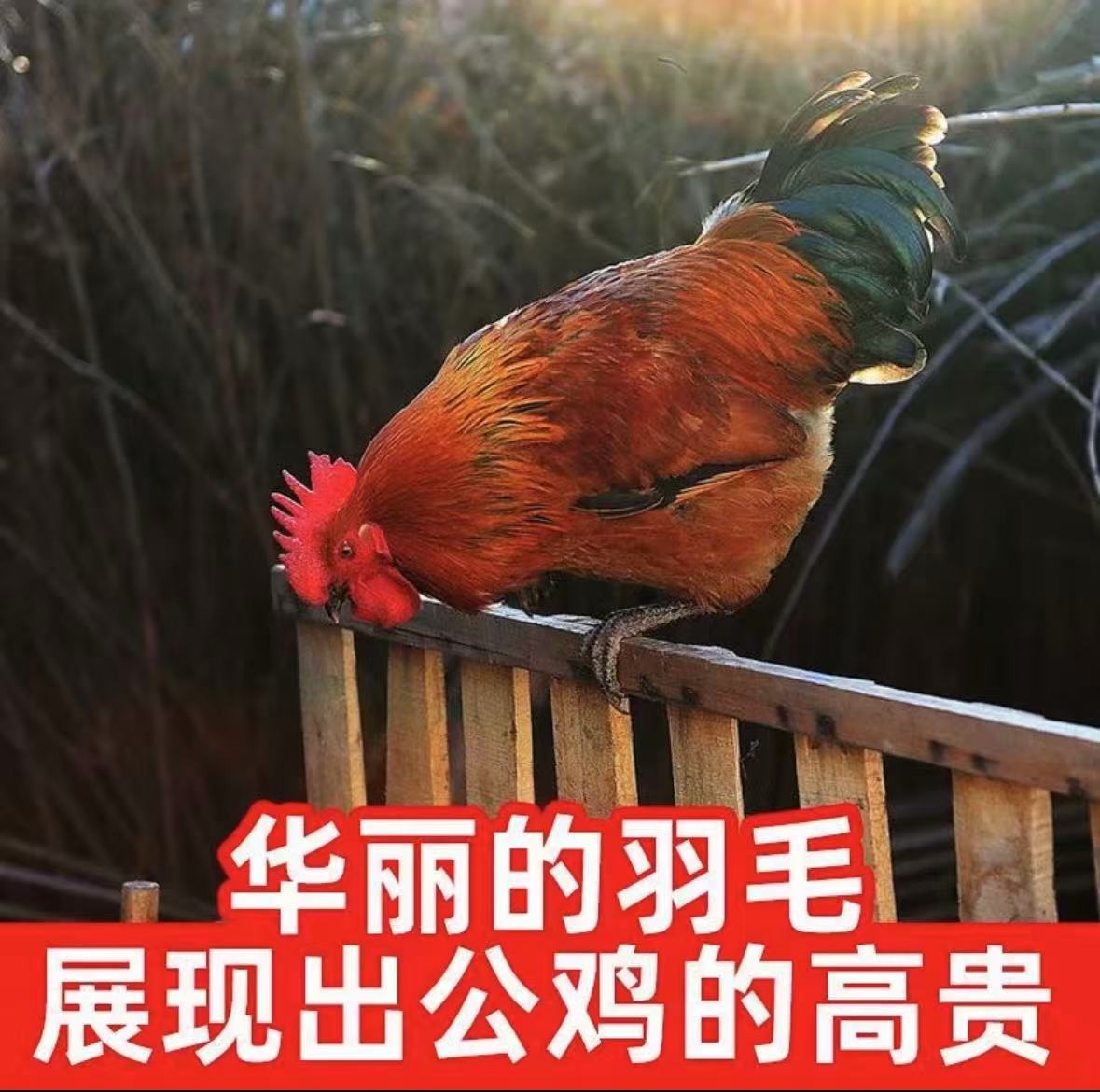 公鸡农家散养土公鸡肉质紧实鲜美