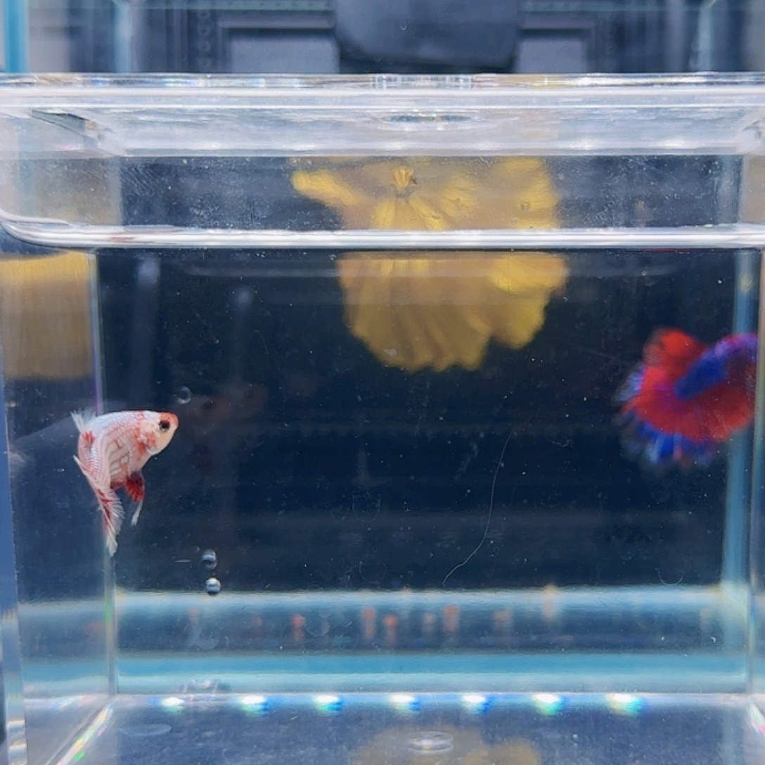 斗鱼活体观赏鱼好养耐活