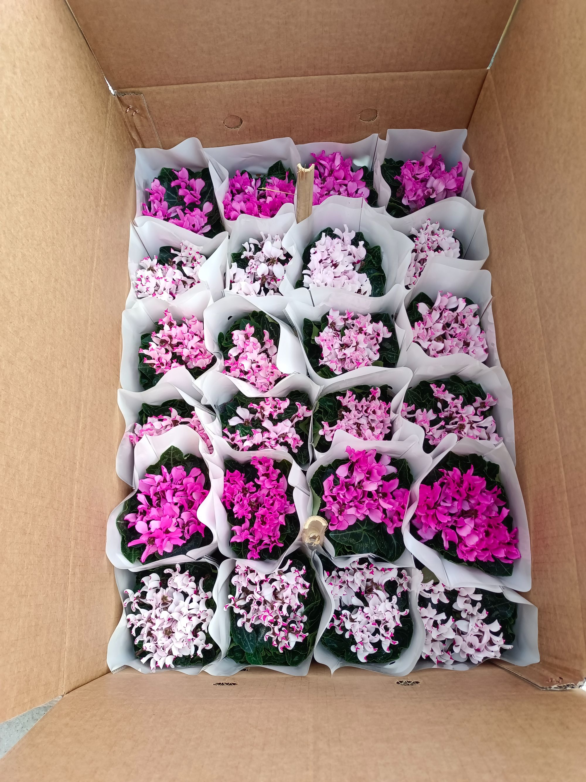 仙客来120盆栽室内观花植物