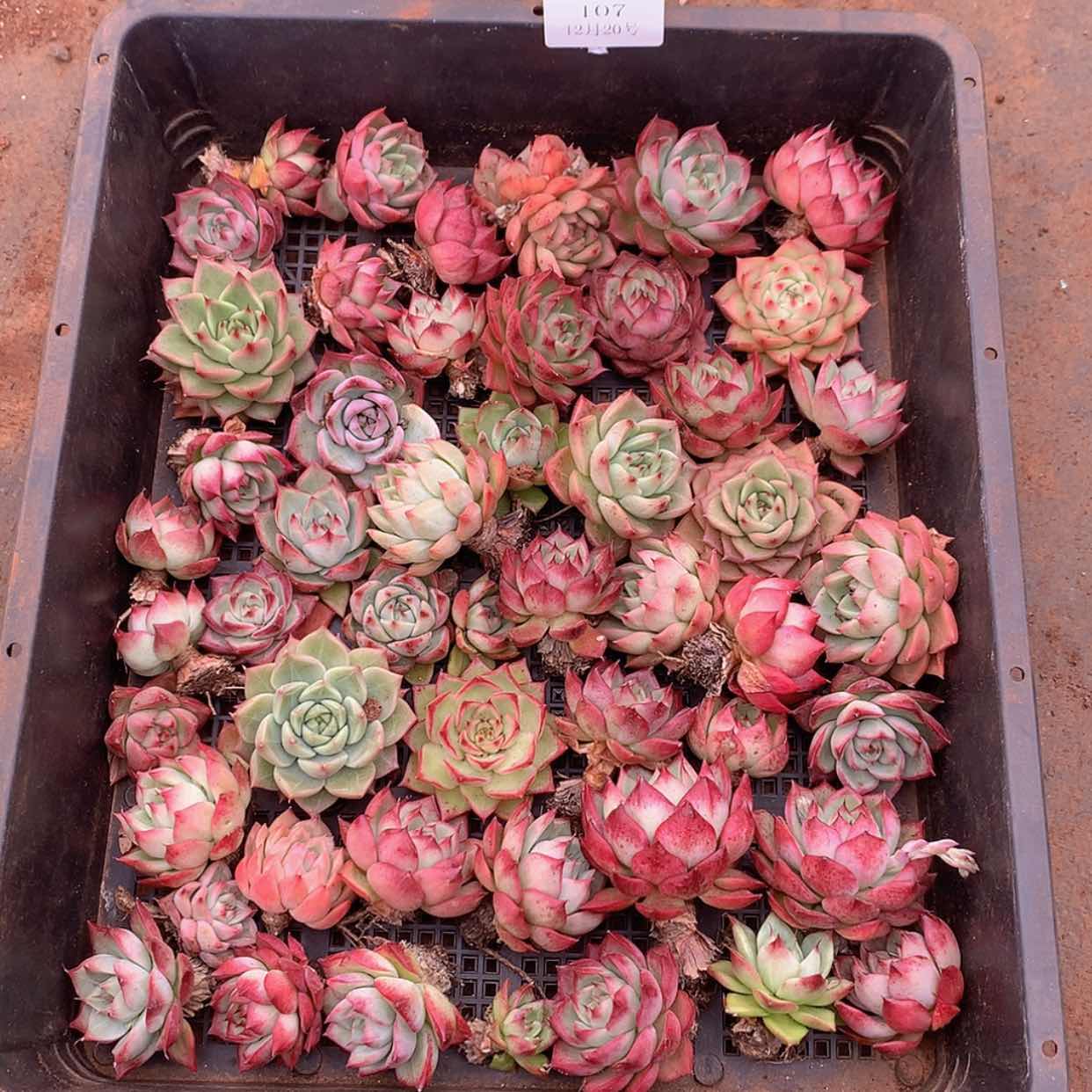 【闪购商品】云107号